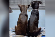 【海外】運命を待つ！運ばれるかもしれない双子の兄弟犬たちの奇跡を信じて！