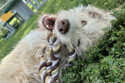 【海外】「犬に化けた『フラットボーイ』、新しい家探しに挑戦中！」
