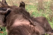 お腹を見せて草の布団に寝転がるヒグマ、人間にナデナデ、モフモフされて凄く気持ちよさそう♪