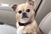 「病院はまだ行かなくてもいいでしょ…？」車の中で飼主さんが運転出来ないように手を差し出して邪魔し続けるワンコ