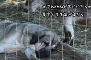 いつも守ってくれる犬が疲れて横になっていると、逆に見守ろうとするヤギ