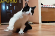 フローリングが濡れているのに気づかず走ってきてしまったニャンコ→面白いぐらいに滑ってしまう
