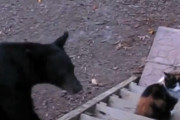 「玄関先でうちの三毛猫がクマを撃退してた…」勇敢なのか無謀なのか混乱するとき