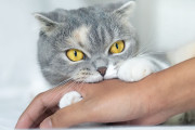 【海外】猫が私を噛むのはなぜ？愛情からか攻撃性からかを探る