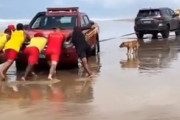 世界のお前ら「犬が応援してるから頑張れｗｗｗｗｗｗｗｗ」