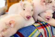 【動画】珍しいマイクロブタカフェに行ってみた