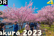外国人「日本の桜を見ずに一生を過ごすのは考えたくない」