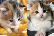 【海外】隣のバルコニーで見つけた子猫が、成長して幸せを掴むまでの感動ストーリー