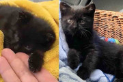 【海外】「庭で見つけた仔猫が歩けない…優しい人々の手助けで再び走れるように！」