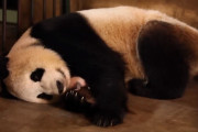 【海外の反応】中国の動物園の飼育員たちは双子を産んだ母パンダを騙して片方を捨てさせないようにしている　海外の反応「中国はパンダを保護する義務がある、中国の資源として生きているだけ」