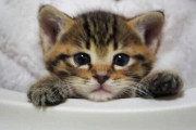 海外「軍隊を一掃できるほど・・・っだと！？」とっても可愛い子猫の強力な武器とは？