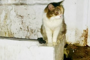 【海外】「2年間も放置された浴室で生き延びた猫を救った女性：救助の第一歩は気付くことから」