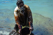 モーリシャス沖の住民が重油を取り除くため「髪の毛」の寄付を開始