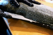 アメリカ ニューヨークで巨大な鮭と鯛の刺身をご覧あれ