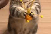 海外「これはとても愛らしいなw」新感覚のおもちゃに興味津々な日本のモフモフ動物が可愛らしいと話題に【海外の反応】