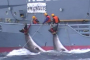 日本の商業捕鯨公的支援明確化の動きに海外反発（海外の反応）