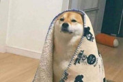 海外「柴犬は可愛いね」 ベッドから引きずり出した後の柴犬が人間臭くて話題に