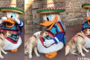 介助犬のゴールデン・レトリバーがドナルドに膝枕してもらいリラックスしている様子が可愛すぎる！