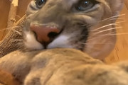 モスクワの夫妻に飼われているプーマのメッシーちゃん。尻尾の先までブラッシングされてちょっと困り顔！