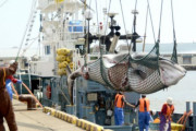 海外「日本の2021年のクジラ捕獲可能量は2020年と同じ383頭だ！」→「だから？」