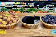 外国人「もう猫に乗っ取られてる店を世界から集めてみた(笑)」Part3