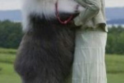韓国人「韓国で大型犬が30代男性の重要な部分に噛みつき、男性が病院に搬送される」　韓国の反応