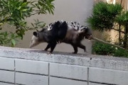 ママ「お、重いわぁ…」ママの背中にしっかりとしがみついて乗るオポッサムの赤ちゃん達が可愛い！
