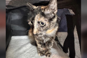 【海外】すべての子猫を失った彼女が、思いがけない出会いで心を癒された物語