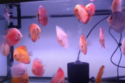 海外「夢のようなお店だな！」日本最大級のアクアリウムショップを見た海外の反応