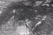 鉄槌のごとく降り注ぐ雹に打たれながら卵を守り抜いたミサゴの母鳥