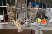 【海外】2匹の子猫が仲良く手をつなぐ瞬間、シェルター職員の心がとろけた理由とは？