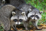 生中継直前にアライグマ襲撃、レポーターの奮闘をご覧くださいｗｗｗｗ
