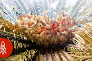 毒抜きをしてソテツを食べる奄美大島の希少な料理 海外の反応