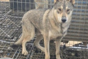 韓国人「脱走したオオカミ犬、1匹が自ら戻ってきた！」→「賢い」「可哀そうな犬たち」