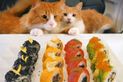 寿司をアメリカ風に作ってみたらこうなった。派手な色に猫たちも興味津々のご様子