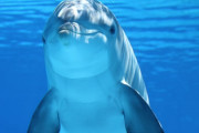 【海外】イルカと話せる未来！？新しいAIモデルの革新性とは