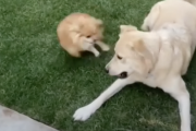 ポミー「どや！！これがスピードや！！ﾋｭﾝﾋｭﾝ！」犬「まったりしてたいねん」