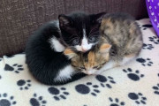 外国人「猫は2匹飼ったほういいと画像で証明していくぞ！」