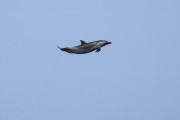 【海外】驚愕！まるで加工!? 高く飛び上がったイルカの真実とは