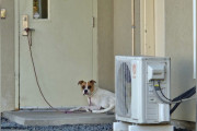 【海外】「捨て「捨てられた犬、再会を信じて静かに待ち続ける姿」