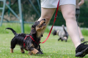 これが噂の！？とある日本の動物園で、様々な動物を想定して行われる訓練がもはやパロディ！「人類史上最高の国と載るようになるかも」海外の反応