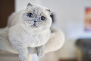 【海外】賢い猫種はどれ？8つのスマートな猫たちを徹底比較！