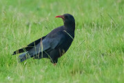 【海外】「200年ぶりに空を舞った赤嘴の鳥！イギリスでチョウの歴史的復活」
