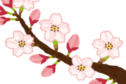 韓国人「日本の桜シーズン、マジでレベル違いすぎ…」