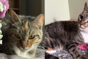 【海外】「寒い日に箱に捨てられた小猫、飼い主との再会を諦めない感動の物語」