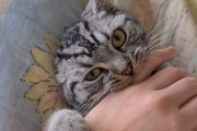 「つかまえた〜ハムハム♪」とっても可愛い愛情表現をしてくれる猫ちゃんにほっこり