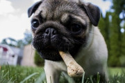 パグ犬の頭部を撮影したMRI写真にネットが激震。怖いとかわいいの狭間を揺れ動くその写真とは？
