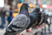 「鳥は本物ではない」信者がニュース番組で牛乳を噴き出す放送事故→ 事実発覚を恐れた鳥が毒殺を試みたと話題にｗｗｗｗｗ
