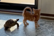【海外】小さな亀がオレンジ色の子猫に出会い、愛を伝えようと全速力で駆け寄る！