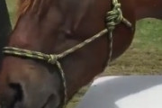 【衝撃】ピアノ弾きのポニーが海外で話題に　←これガチで弾いてるやん！